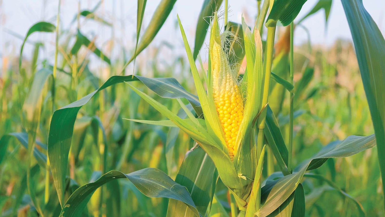 Fresh golden corn kernels